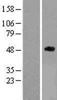 TNFRSF19L / RELT Protein (Over-Expression Lysate Myc-DDK (Flag))