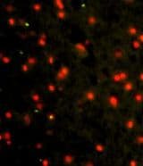 IHC-plus™ CDH4 / R Cadherin Antibody (aa175-203)