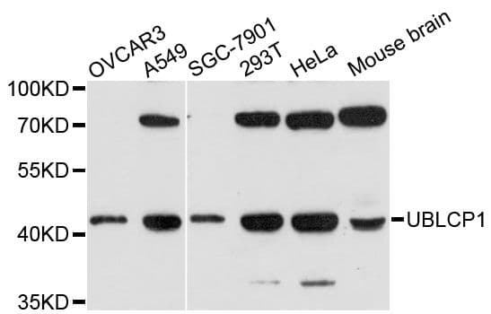 UBLCP1 Antibody