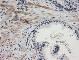 TOMM34 Antibody (clone OTI2A9, Carrier-free)