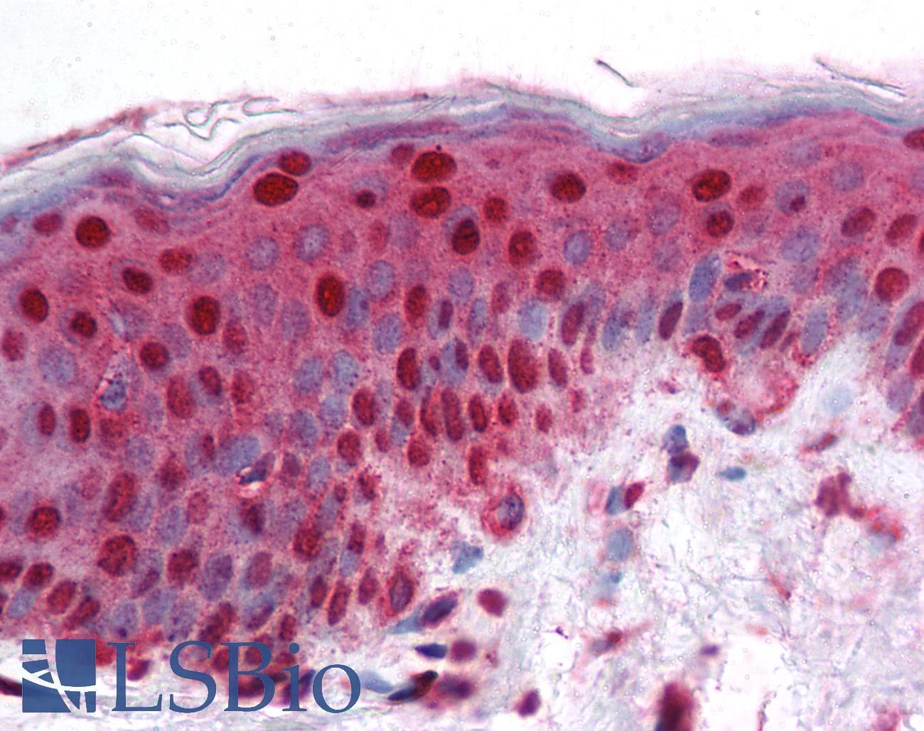 IHC-plus™ APEX1 / APE1 Antibody