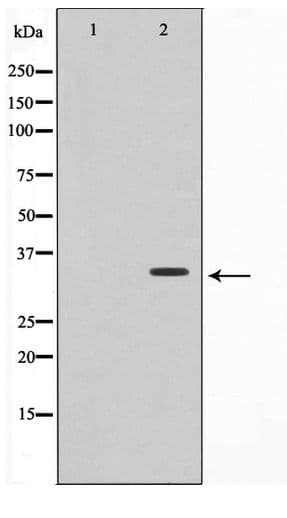 CIB3 Antibody