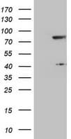 TLE1 / TLE 1 Antibody (clone OTI4F4)