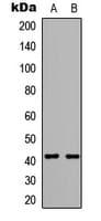 TPRA1 / GPR175 Antibody (C-Terminus)