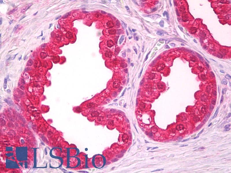 IHC-plus™ NOL3 / ARC Antibody