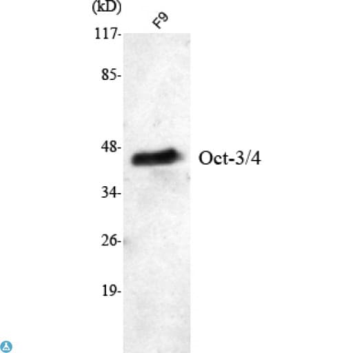POU5F1 / OCT4 Antibody
