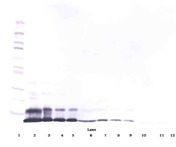 Retnla / RELM Alpha Antibody