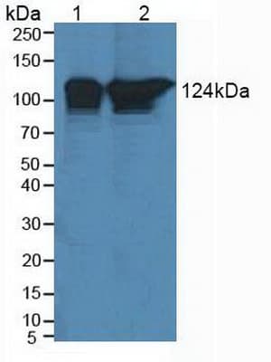 POLD1 Antibody (aa41-254)