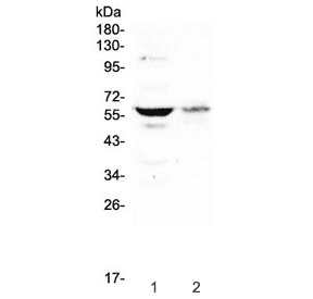 Polyclonal Rabbit anti-Human SOX10 Antibody (WB)