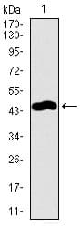 TRAFD1 / FLN29 Antibody (aa401-582, clone 8E6E7)