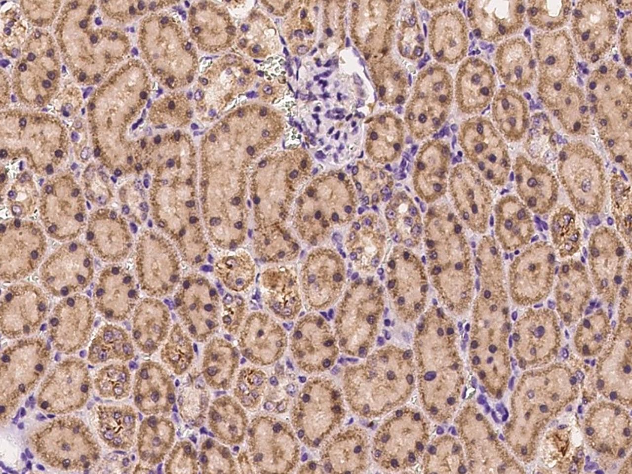 Polyclonal Rabbit anti-Human EXOC5 Antibody (Preservative Free, IHC)