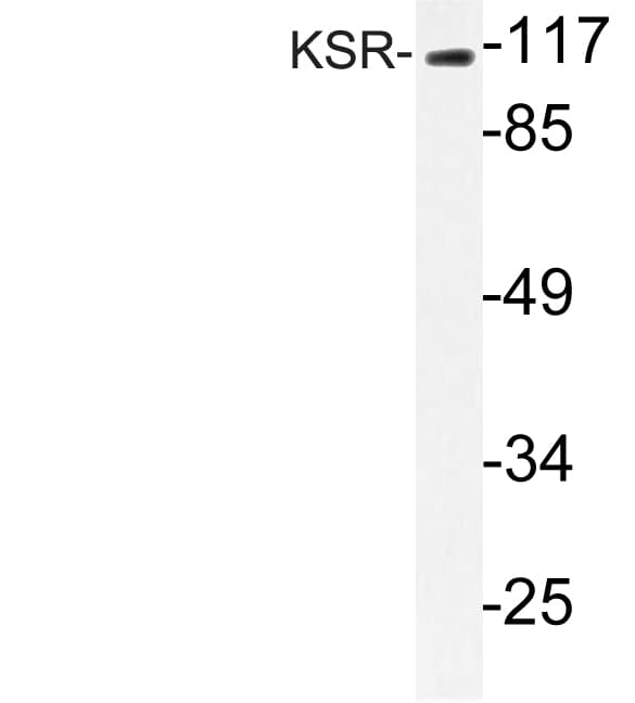 KSR1 Antibody (Arg386)