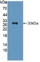 LAG3 Antibody (aa209-451, FITC)