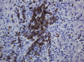 CD79A / CD79 Alpha Antibody (clone OTI5E2, Carrier-free)