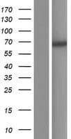 Human PLEKHA8 Protein (Over-Expression Lysate Myc-DDK (Flag))