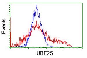 UBE2S / E2 EPF Antibody (clone OTI4G2)