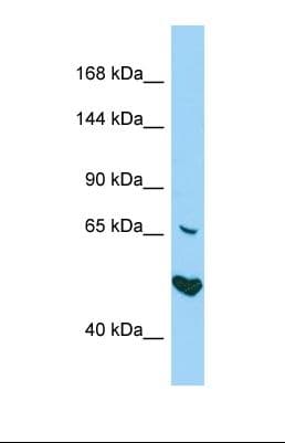 AKNA / KIAA1968 Antibody (aa197-246)