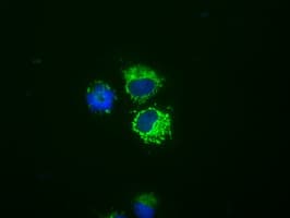 Monoclonal Mouse anti-Human NME4 Antibody (clone OTI1H1, IHC, IF, WB)