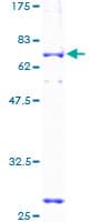 Human CCNG2 / Cyclin G2 Protein (Recombinant GST)