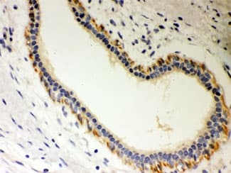 STRAP / MAWD Antibody