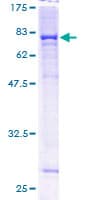 Human CYP4F11 Protein (Recombinant GST)