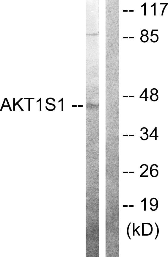 AKT1S1 / PRAS40 Antibody (p246)