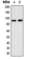 SP1 Antibody (Internal)