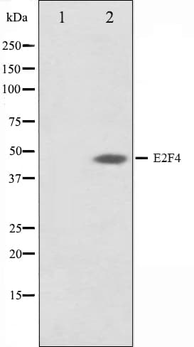 E2F4 Antibody