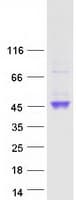 Human TMPRSS4 Protein (Recombinant Myc-DDK (Flag))