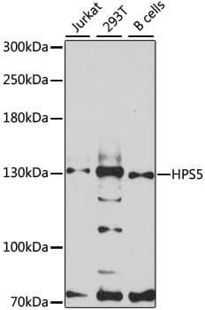 HPS5 Antibody