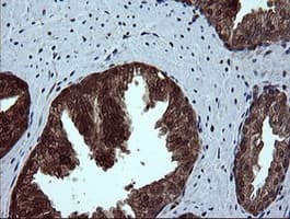 DDT / Dopamine Tautomerase Antibody (clone OTI3B10)