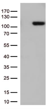 GTF3C4 Antibody (aa583-822, clone OTI5B4)