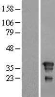 FNDC8 Protein (Over-Expression Lysate Myc-DDK (Flag))