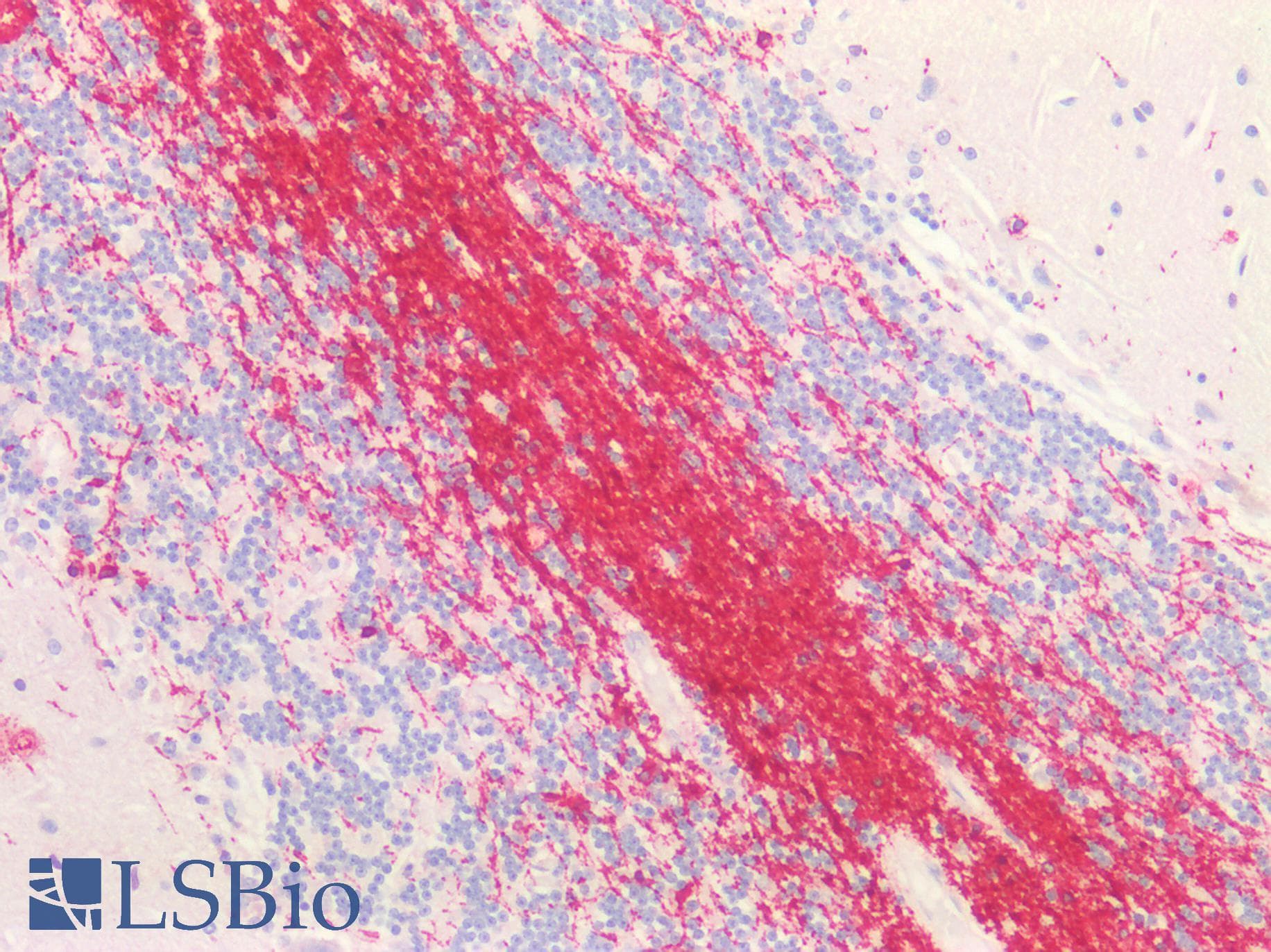 PathPlus™ CNPase Antibody