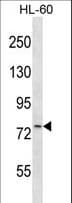 RCS / ARPP-21 Antibody (aa85-114)