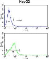 Polyclonal Rabbit anti-Human CYP4F3 Antibody (aa77-109, WB)
