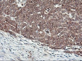 HES1 / HES-1 Antibody (clone OTI1B5, Carrier-free)