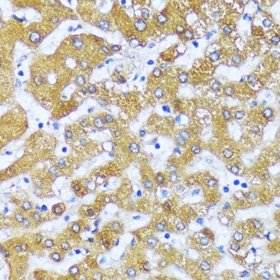 ACOX2 Antibody