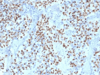 POU2F2 / OCT2 Antibody (clone OCT2/2136, Azide-free, BSA-free)