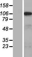 SLC5A3 Protein (Over-Expression Lysate Myc-DDK (Flag))