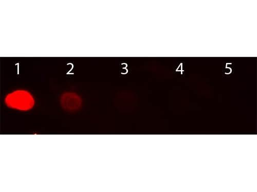 Goat Anti-Human IgG Fc Secondary Antibody (TRITC)