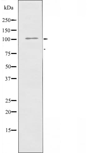 SRCIN1 / SNIP Antibody