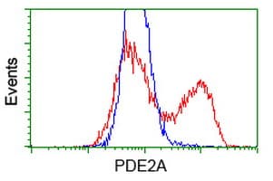 Monoclonal Mouse anti-Human PDE2A Antibody (clone OTI5D9, WB)