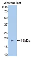 BMP2 Antibody (aa117-267)