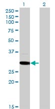 Monoclonal Mouse anti-Human MED6 Antibody (clone 4C2, IHC, WB)