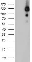 USP10 Antibody (clone OTI2E1)