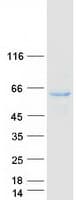 Human NAG20 / UBAP1 Protein (Recombinant Myc-DDK (Flag))