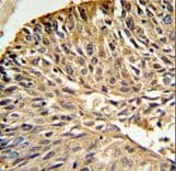 Polyclonal Rabbit anti-Mouse DHFR Antibody (aa135-164, IHC, WB)