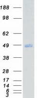 Human UHMK1 / KIS Protein (Recombinant Myc-DDK (Flag))