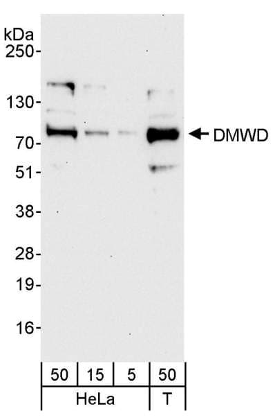 Polyclonal Rabbit anti-Human DMWD Antibody (aa609-659, IHC, WB)